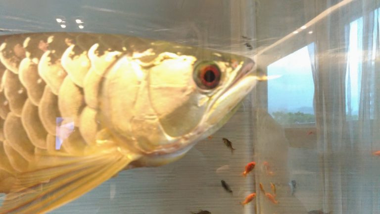 アロワナ　金魚